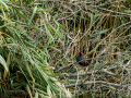 Gallineta Comun - Gallinula chloropus - Polla d'aigua comuna