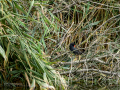 Gallineta Comun - Gallinula chloropus - Polla d'aigua comuna