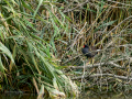 Gallineta Comun - Gallinula chloropus - Polla d'aigua comuna
