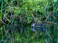 Gallineta Comun - Gallinula chloropus - Polla d'aigua comuna