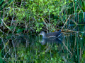 Gallineta Comun - Gallinula chloropus - Polla d'aigua comuna