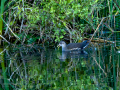Gallineta Comun - Gallinula chloropus - Polla d'aigua comuna