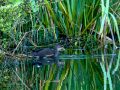 Gallineta Comun - Gallinula chloropus - Polla d'aigua comuna