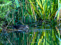 Gallineta Comun - Gallinula chloropus - Polla d'aigua comuna