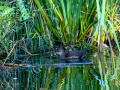 Gallineta Comun - Gallinula chloropus - Polla d'aigua comuna