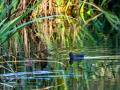 Gallineta Comun - Gallinula chloropus - Polla d'aigua comuna