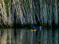 Gallineta Comun - Gallinula chloropus - Polla d'aigua comuna