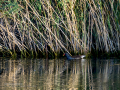 Gallineta Comun - Gallinula chloropus - Polla d'aigua comuna