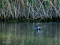 Gallineta Comun - Gallinula chloropus - Polla d'aigua comuna