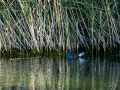 Gallineta Comun - Gallinula chloropus - Polla d'aigua comuna