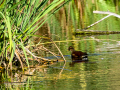Gallineta Comun - Gallinula chloropus - Polla d'aigua comuna