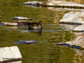 Gallineta Comun - Gallinula chloropus - Polla d'aigua comuna