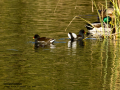 Gallineta Comun - Gallinula chloropus - Polla d'aigua comuna