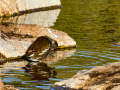 Gallineta Comun - Gallinula chloropus - Polla d'aigua comuna