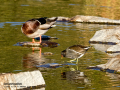 Gallineta Comun - Gallinula chloropus - Polla d'aigua comuna