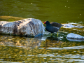 Gallineta Comun - Gallinula chloropus - Polla d'aigua comuna