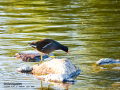 Gallineta Comun - Gallinula chloropus - Polla d'aigua comuna