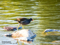 Gallineta Comun - Gallinula chloropus - Polla d'aigua comuna