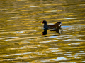 Gallineta Comun - Gallinula chloropus - Polla d'aigua comuna