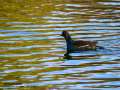 Gallineta Comun - Gallinula chloropus - Polla d'aigua comuna
