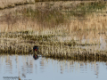 Gallineta Comun - Gallinula chloropus - Polla d'aigua comuna