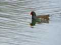 Gallineta Comun - Gallinula chloropus - Polla d'aigua comuna