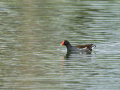 Gallineta Comun - Gallinula chloropus - Polla d'aigua comuna