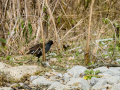 Gallineta Comun - Gallinula chloropus - Polla d'aigua comuna