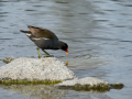 Gallineta Comun - Gallinula chloropus - Polla d'aigua comuna