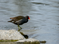 Gallineta Comun - Gallinula chloropus - Polla d'aigua comuna