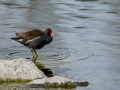 Gallineta Comun - Gallinula chloropus - Polla d'aigua comuna