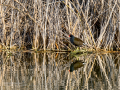 Gallineta Comun - Gallinula chloropus - Polla d'aigua comuna