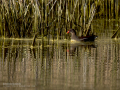 Gallineta Comun - Gallinula chloropus - Polla d'aigua comuna