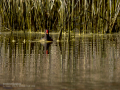 Gallineta Comun - Gallinula chloropus - Polla d'aigua comuna