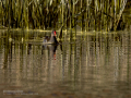 Gallineta Comun - Gallinula chloropus - Polla d'aigua comuna