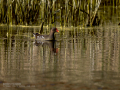 Gallineta Comun - Gallinula chloropus - Polla d'aigua comuna