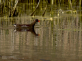 Gallineta Comun - Gallinula chloropus - Polla d'aigua comuna
