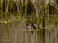 Gallineta Comun - Gallinula chloropus - Polla d'aigua comuna