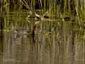 Gallineta Comun - Gallinula chloropus - Polla d'aigua comuna