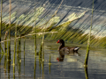 Gallineta Comun - Gallinula chloropus - Polla d'aigua comuna