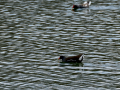 Gallineta Comun - Gallinula chloropus - Polla d'aigua comuna