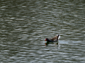 Gallineta Comun - Gallinula chloropus - Polla d'aigua comuna