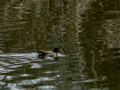Gallineta Comun - Gallinula chloropus - Polla d'aigua comuna