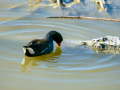 Gallineta Comun - Gallinula chloropus - Polla d'aigua comuna