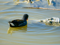 Gallineta Comun - Gallinula chloropus - Polla d'aigua comuna