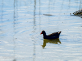 Gallineta Comun - Gallinula chloropus - Polla d'aigua comuna