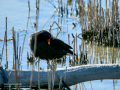 Gallineta Comun - Gallinula chloropus - Polla d'aigua comuna