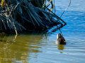 Gallineta Comun - Gallinula chloropus - Polla d'aigua comuna