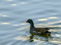 Gallineta Comun - Gallinula chloropus - Polla d'aigua comuna