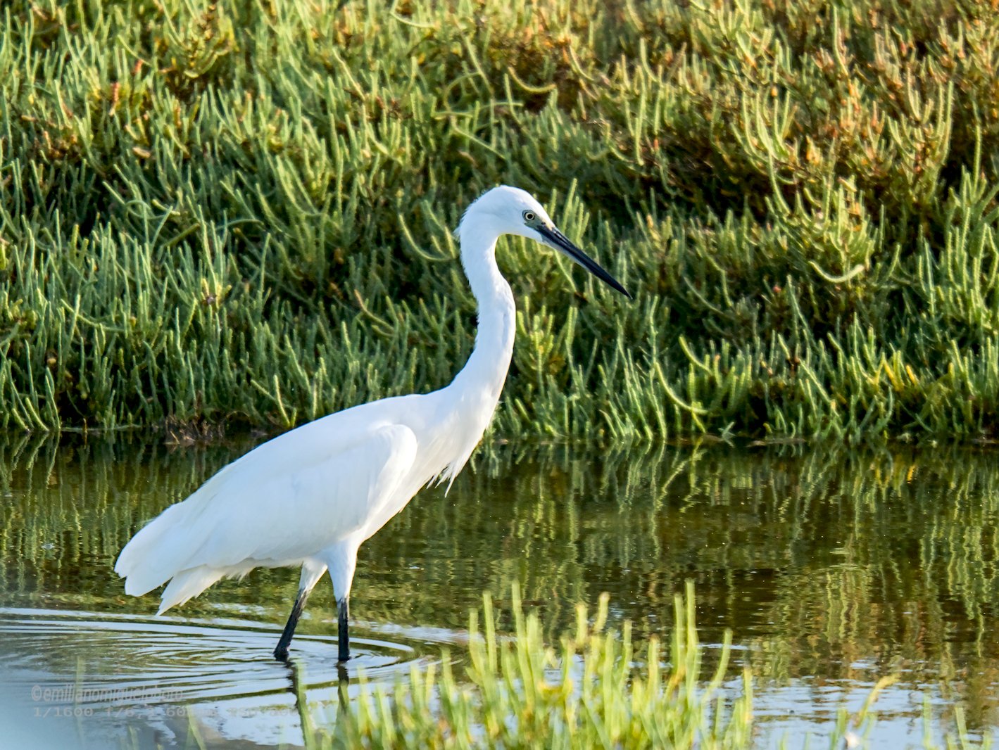 Garceta común - Egretta garzetta - Martinet blanc comú